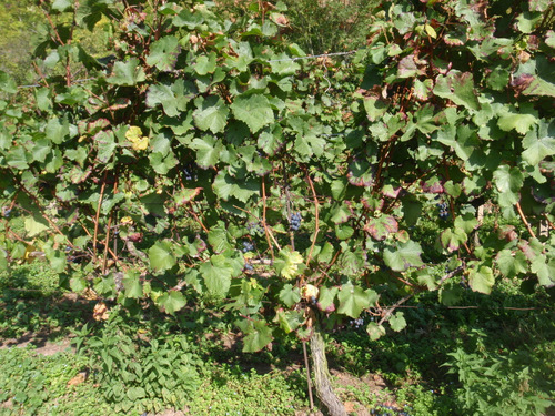 Grapes: Probably Dornfelder.